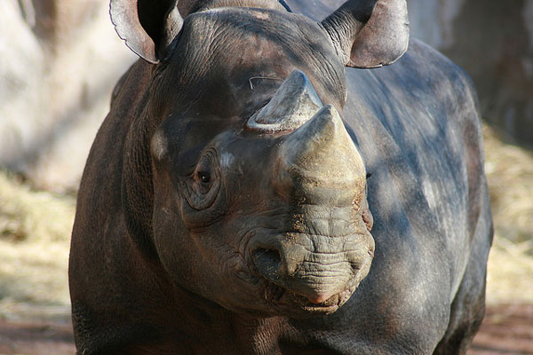 Portugalia | Skonfiskowane w Portugalii rogi nosorożca miały trafić do Chin